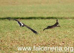 falco di harris al coniglio