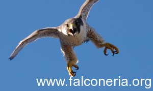 falco pellegrino