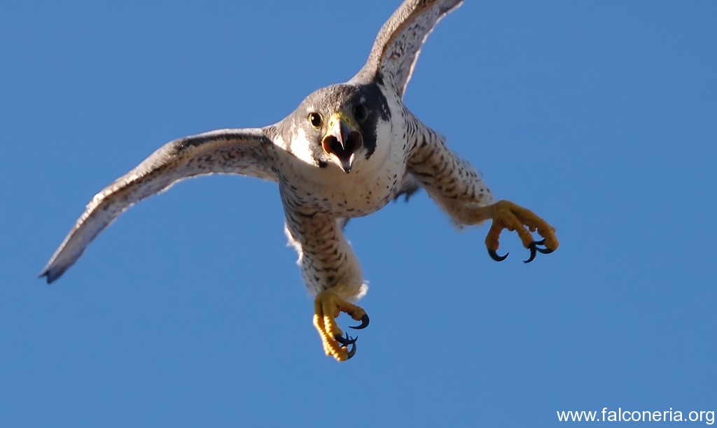 Falcopellegrino Falco Peregrinus