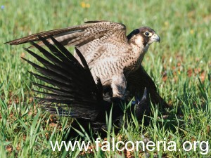 Baharí peleando con corneja