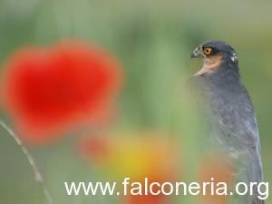 Gavilán en un campo florido con los colores nacionales