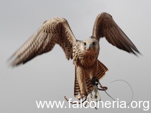 Híbrido de gerifaltexperegrino