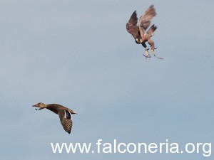 La caza de patos por altanería  es sublime