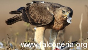 Aquila del Bonelli Aquila-del-bonelli-