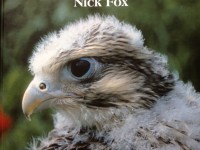 comprendere uccelli da preda nick fox