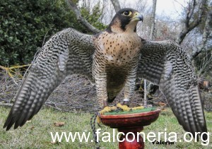 falco pellegrino