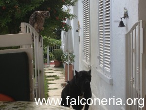 astore in giardino