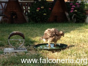 astore in giardino
