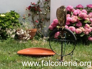 astore in giardino