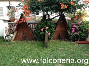 Falchi in giardino