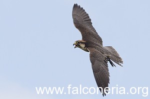 falco in volo
