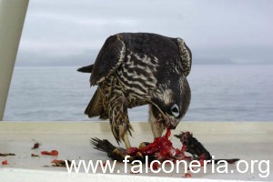 falco mentre mangia