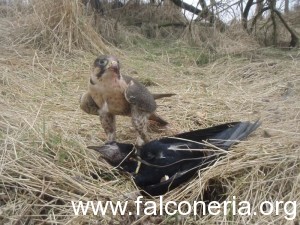 falco su corvo