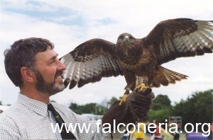 falconeria