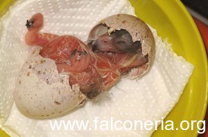 pulcino falco