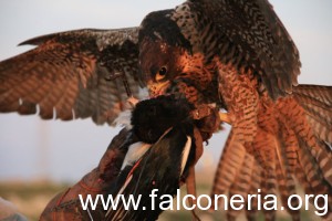 caccia_col_falco