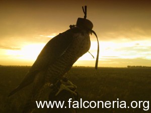 caccia_falco_cacciatori