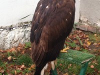 aquila reale