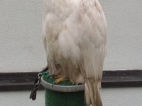 astore albidus