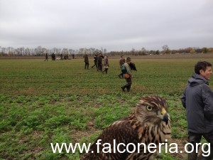 caccia col falco