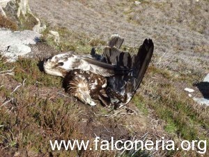 aquila reale morta piombo