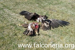 aquila e pale eoliche