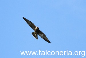 falco pellegrino