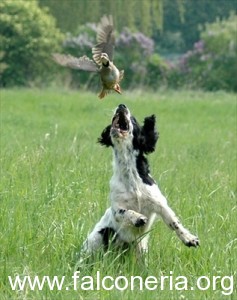 Caccia al fagiano con setter inglese in ferma apertura 2011 2012 cane da beccaccie pernici e coturnici