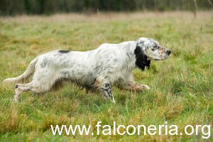 DOG-06-JE0056-01P