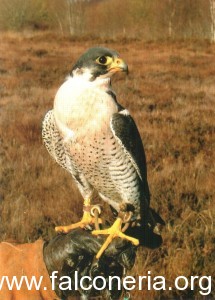 Il falco pellegrino di Grant. Foto: Eoghan Ryan