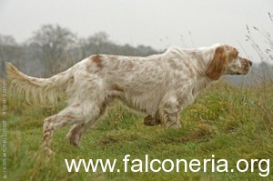 english_setter_0024_phototheque