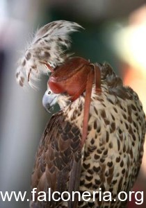 falco con cappuccio