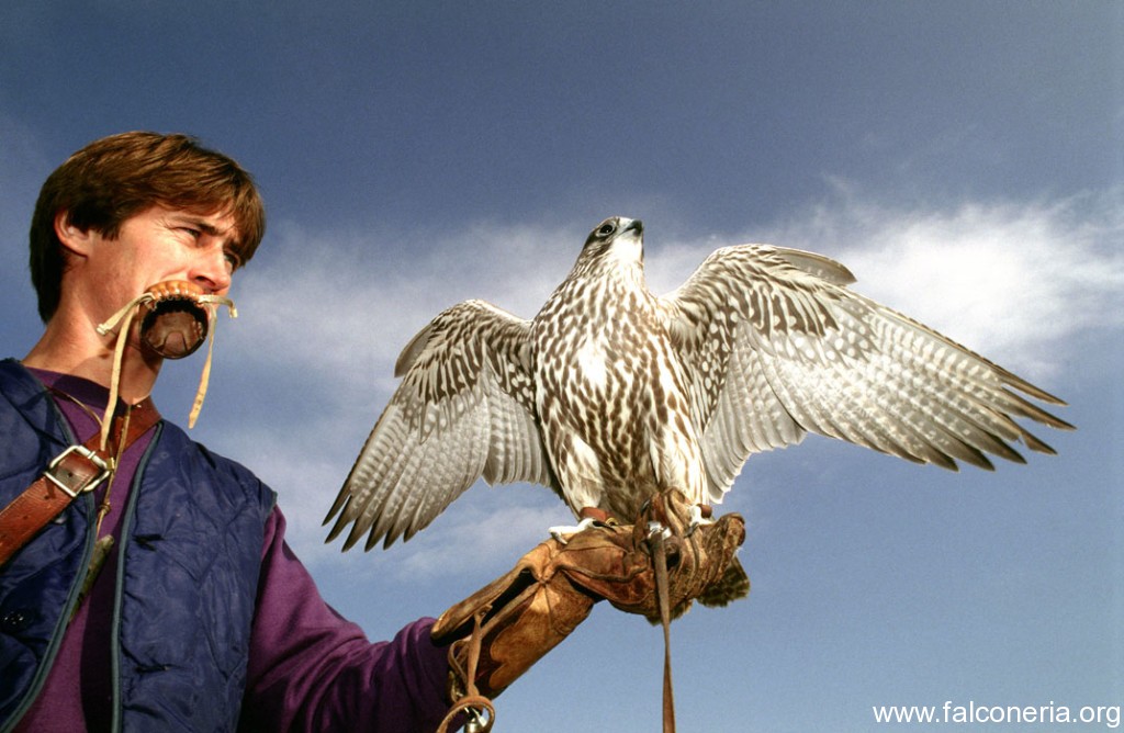 falconeria