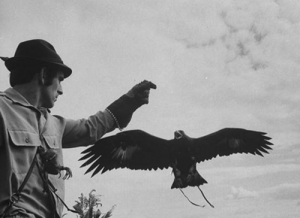 falconry