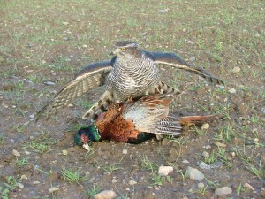 gos-on-pheasant