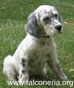 hannah_englishsetter03.jpg_w450