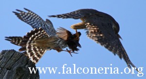 Falco_columbarius_pair_Auburn_NY_2
