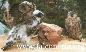 addestramento falconi altani 0002