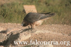 addestramento falconi altani 0002b