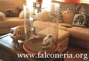 addestramento falconi altani 0003