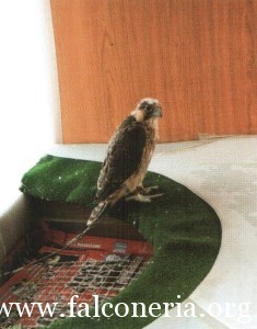 addestramento falconi altani 0006
