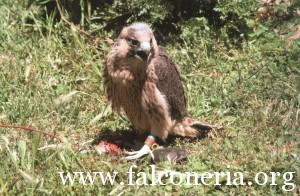 addestramento falconi altani 0006b
