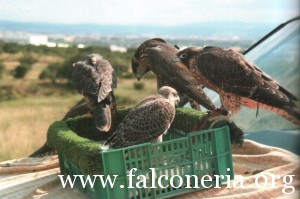 addestramento falconi altani 0007