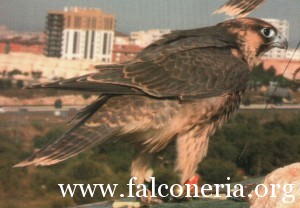 addestramento falconi altani 0007b