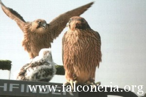 addestramento falconi altani 0008