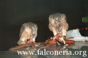 addestramento falconi altani 0009
