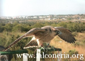 addestramento falconi altani 0010