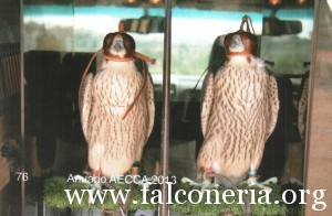 addestramento falconi altani 0011