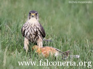 falco smeriglio 3