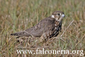 falco smeriglio